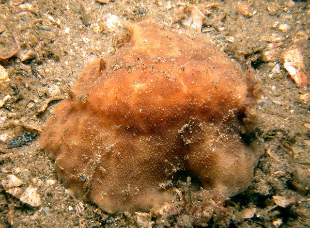 Discodoris sp